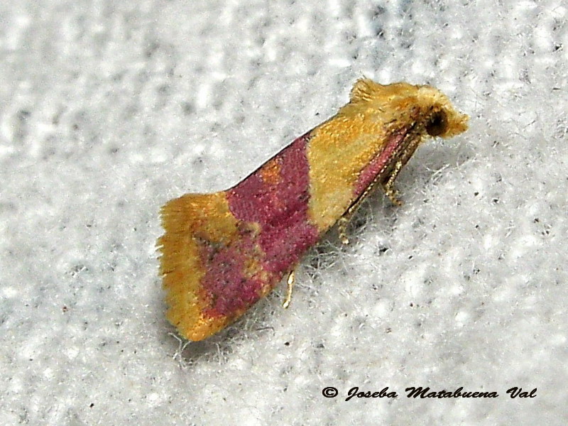 Diceratura ostrinana - Tortricidae